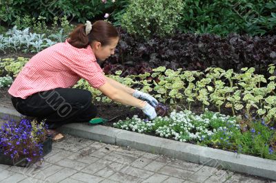 Woman planting out lobelias