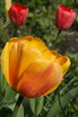 Red and yellow tulip