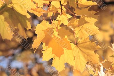 Branch of maple-tree