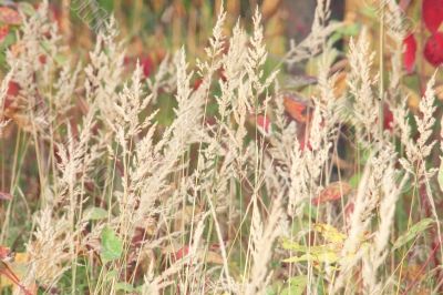 Dry grass panicles