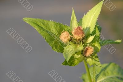 Thistle stem