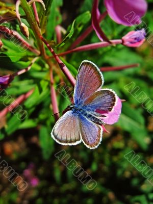 butterfly on forest flower butterfly on forest flower