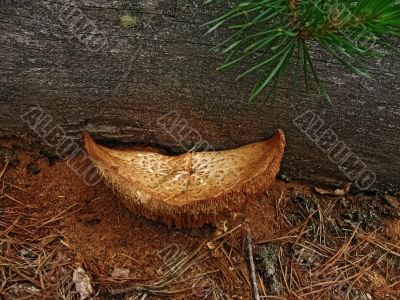 Mushrooms and pine tree Mushrooms and pine tree