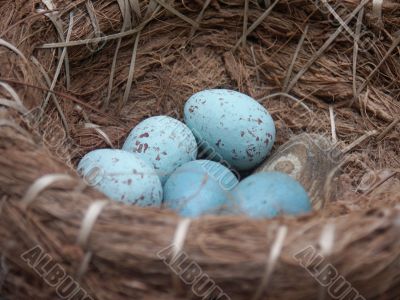 nest eggs