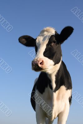 Attentive cow