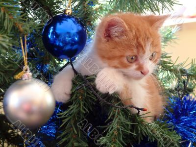 The christmas kitten