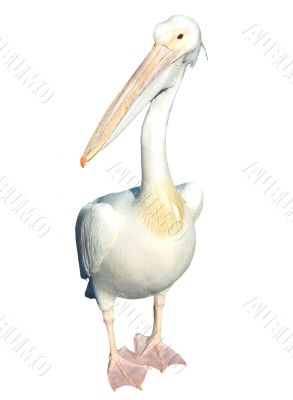 Pelican isolated