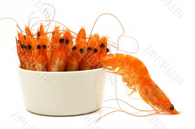 shrimp escape
