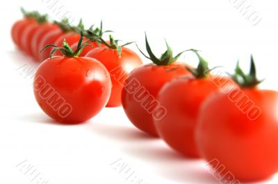 willful tomato