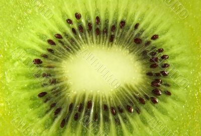 Kiwi fruit