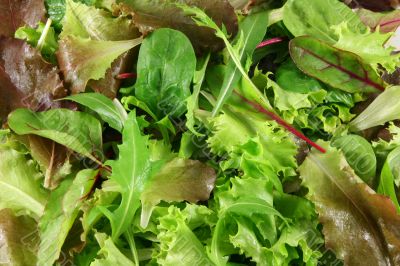 Fresh mixed lettuces, top view