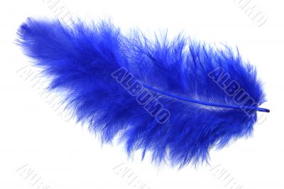 Blue feather