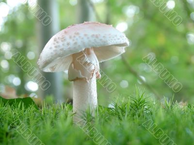 Amanita verna mushroom