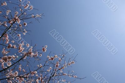 Shrub with pink flowers