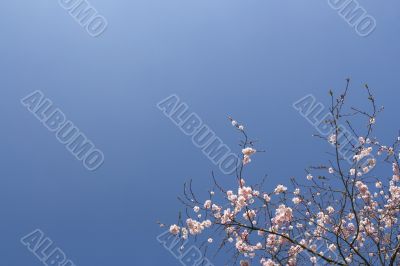 Shrub with pink flowers