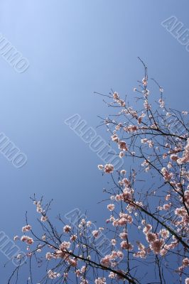 Shrub with pink flowers