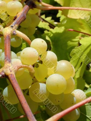 Grapes on vine