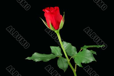 Red rose isolated on black Red rose isolated on black