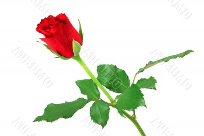 Red rose isolated on white Red rose isolated on white