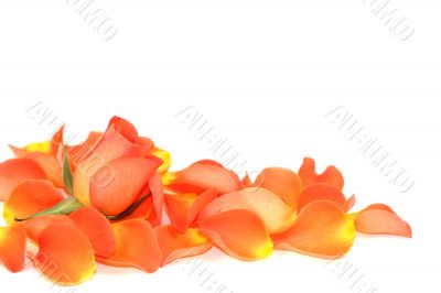 Rose over petals Rose over petals