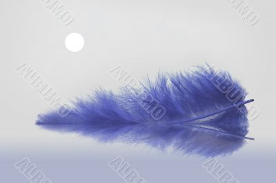 Blue feather`s moonlight