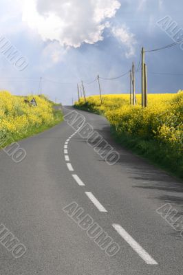 Through the rape fields