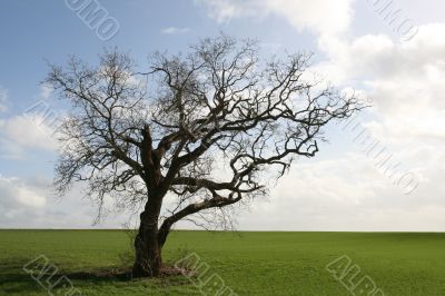 Gnarly old tree Gnarly old tree
