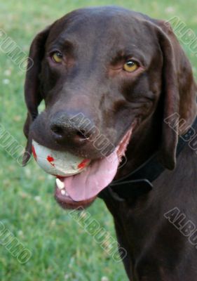 Dog with a ball