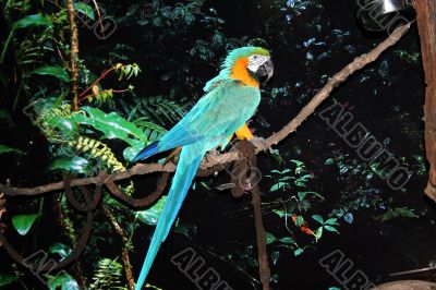 Macaw Parrot