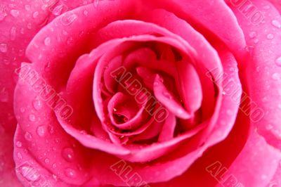 pink rose macro pink rose macro