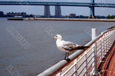 Seagull on a railing