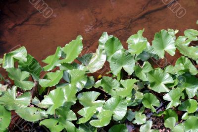 Aquatic Plants