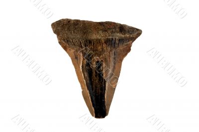 Fossil Shark Tooth