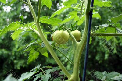 Two Tomaotes on the vine