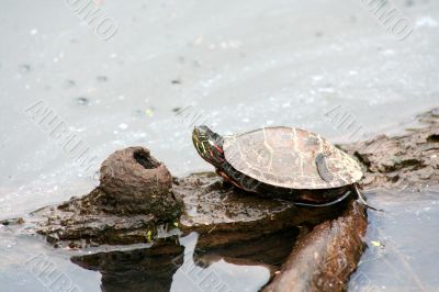Painter Turtle on a log