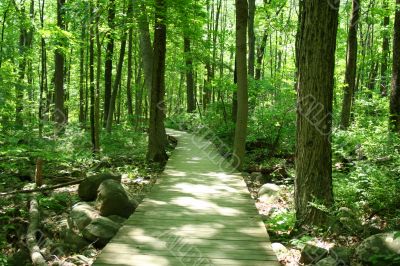 Bridge in woods