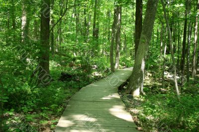 Bridge in woods