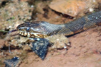 Northern Water Snake Northern Water Snake