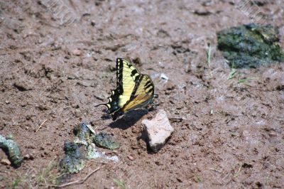 Yellow Butterfly Yellow Butterfly