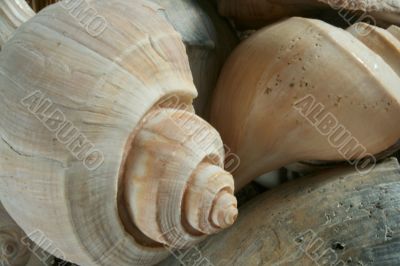Seashells