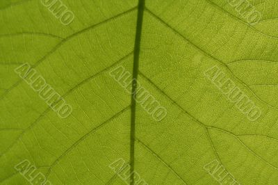 Leaf Veins