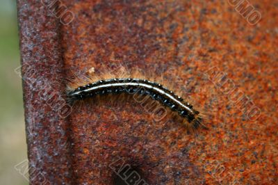 Gypsy moth caterpillar