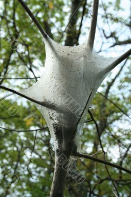 Gypsy moth caterpillar nest