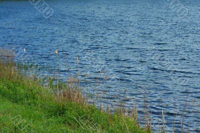 Lake shore Lake shore
