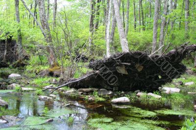 Fallen tree in swamp