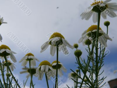 camomiles and sky