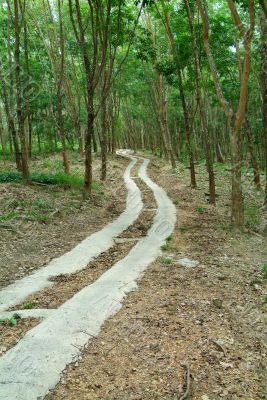 Road through a rubber plantation