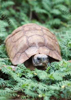 desert tortoise