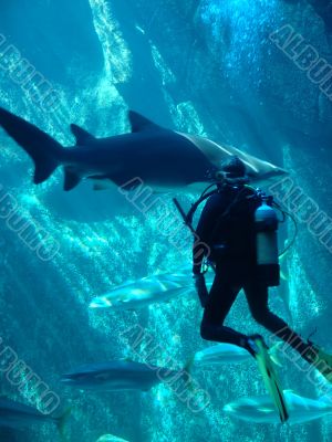 scuba diver and shark