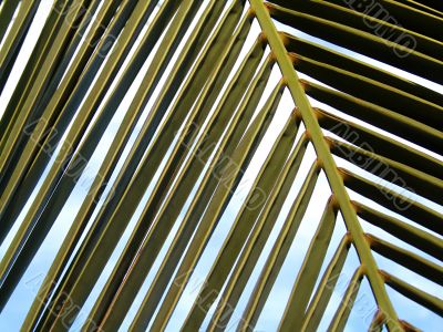 pattern palmer leaf